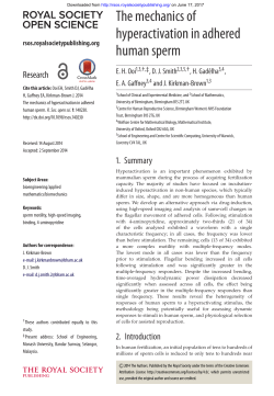 The mechanics of hyperactivation in adhered human sperm