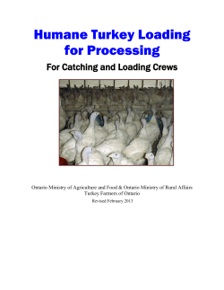 Humane Turkey Loading Course