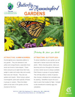 Butterfly and Hummingbird Gardens