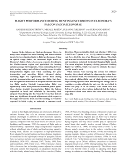 Flight performance in a hunting falcon