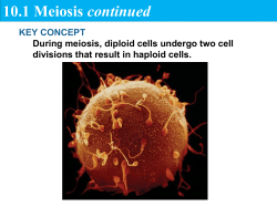10.1 Meiosis continued