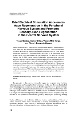 Brief Electrical Stimulation Accelerates Axon