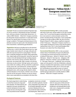 Red spruce – Yellow birch / Evergreen wood fern