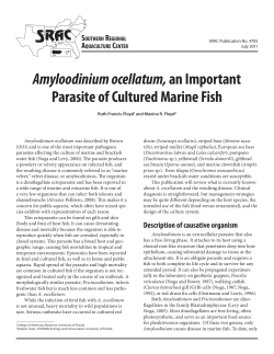 Amyloodinium ocellatum,an Important Parasite of Cultured Marine Fish