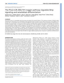 The Pitx2:miR-200c/141:noggin pathway regulates Bmp signaling