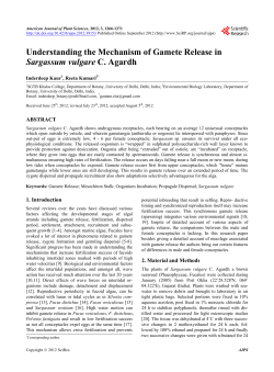 Understanding the Mechanism of Gamete Release in Sargassum