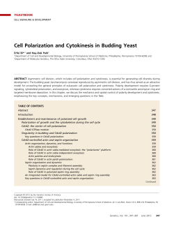 Cell Polarization and Cytokinesis in Budding Yeast