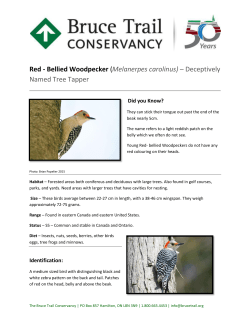 Red - Bellied Woodpecker