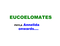06 09 Sum MT Annelida