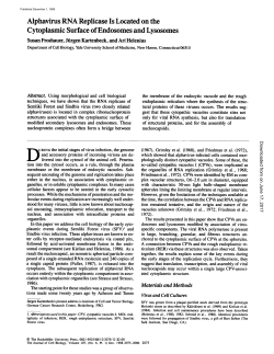 Alphavirus RNA Replicase Is Located on the Cytoplasmic Surface of
