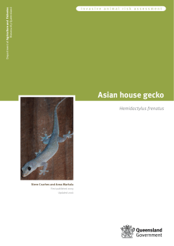 Asian house gecko Risk Assessment