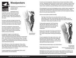 informative woodpecker pdf