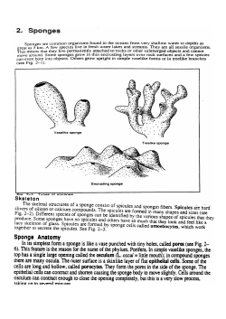 Sponges Handout