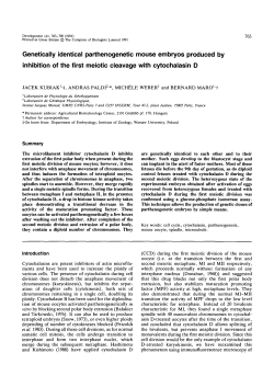 Genetically identical parthenogenetic mouse