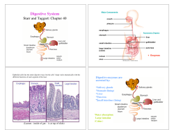 Digestive System