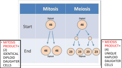 mitosis product