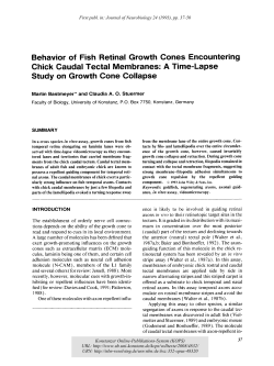 Behavior of fish retinal growth cones encountering