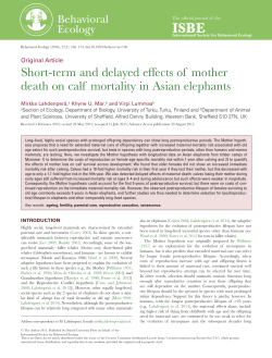 Short-term and delayed effects of mother death on calf mortality in