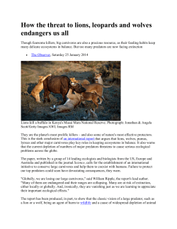 How the threat to lions, leopards and wolves endangers us all