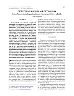 Cotton Photosynthetic Regulation through Nutrient and Water