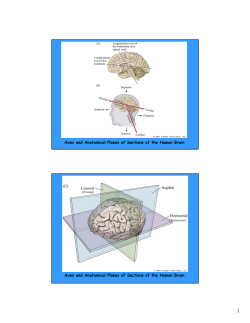 Axes and Anatomical Planes of Sections of the Human Brain Axes