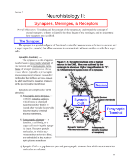 Neurohistology II