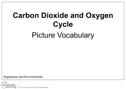 Carbon Dioxide - Oxygen Cycle