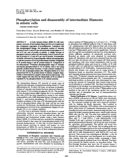 Phosphorylation and disassembly of intermediate filaments in mitotic