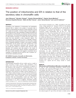 The position of mitochondria and ER in relation to that of the