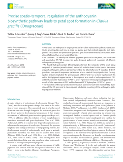 Precise spatiotemporal regulation of the anthocyanin