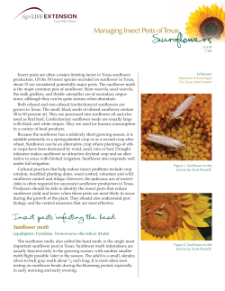 Managing Insect Pests of Texas Sunflowers