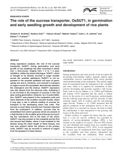 The role of the sucrose transporter, OsSUT1, in germination and
