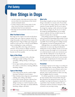 Bee Stings in Dogs
