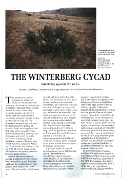 THE WINTERBERG CYCAD