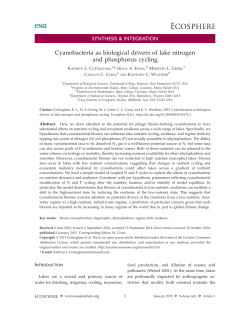 Cyanobacteria as biological drivers of lake nitrogen and phosphorus