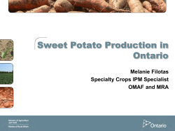 Sweet Potato Production in Ontario - ONvegetables