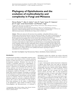 Phylogeny of Opisthokonta and the evolution of