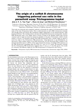 The origin of a selfish B chromosome triggering paternal sex ratio in