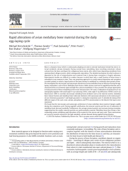 Rapid alterations of avian medullary bone material during the daily