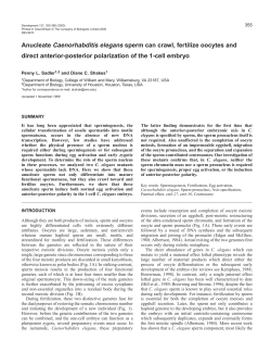 Anucleate C. elegans sperm - Development
