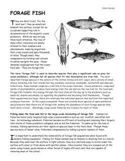 forage fish - Wild Oceans