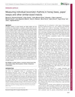 Measuring individual locomotor rhythms in honey bees, paper
