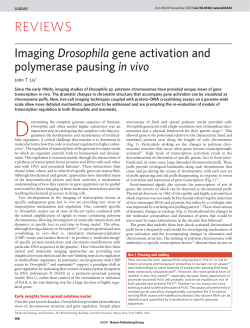 Imaging Drosophila gene activation and polymerase pausing in vivo