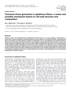Tensional stress generation in gelatinous fibres