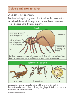 Spiders and their relatives