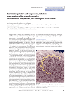 Borrelia burgdorferi and Treponema pallidum: a comparison of