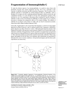 Fragmentation of Immunoglobulin G
