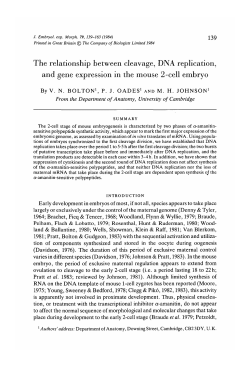 The relationship between cleavage, DNA replication, and gene