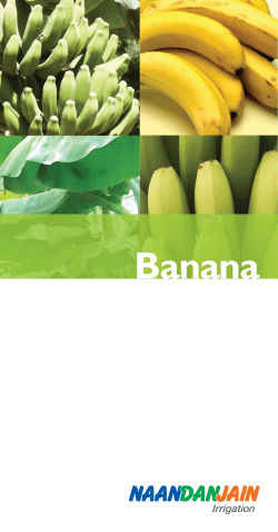Banana - NaanDanJain