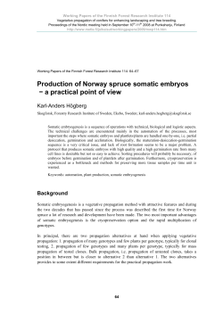 Production of Norway spruce somatic embryos